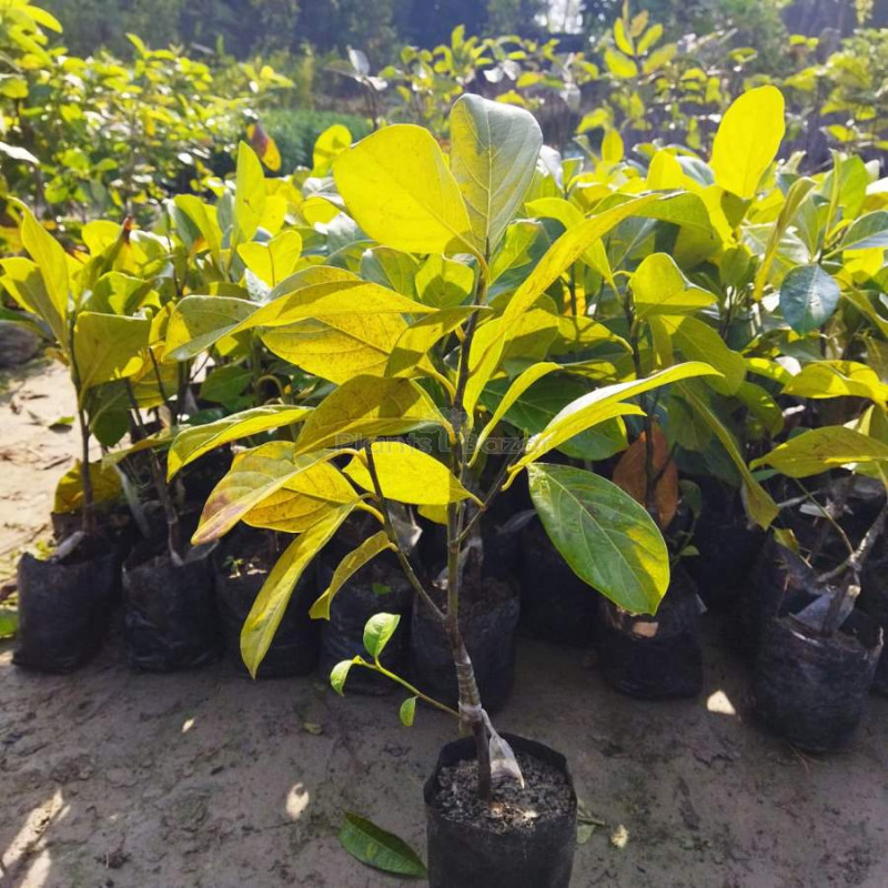 Jack Fruit Plant
