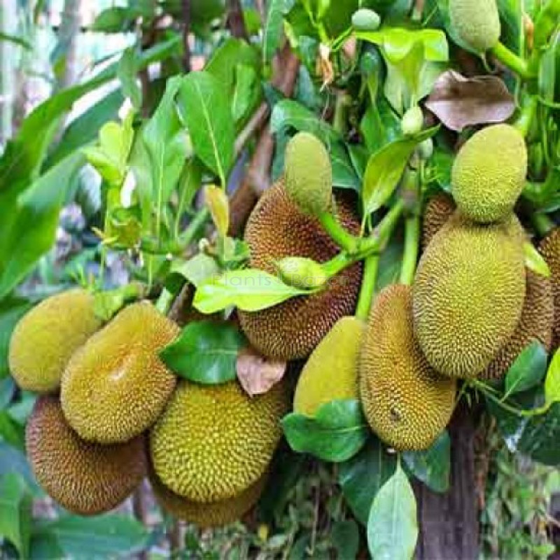 Jack Fruit Plant
