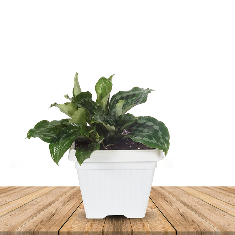 Kaempferia Elegans Flower Plant