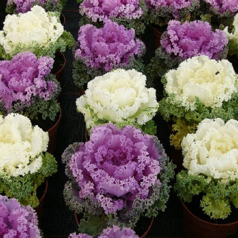 Kale Fringed Leaves Hybrid Flowering Seeds