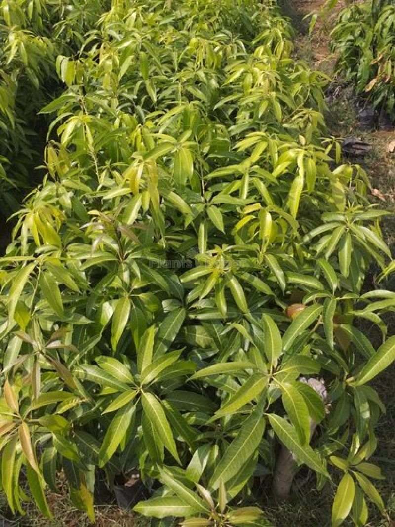 Langra Mango Plant (Grafted)