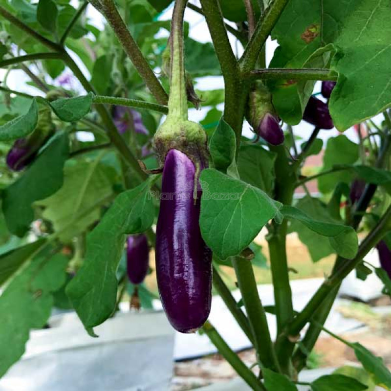 Brinjal Purple Long - Desi Vegetable Seeds