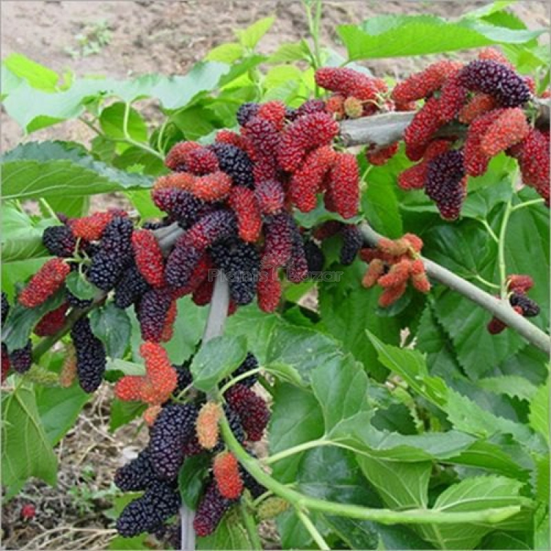 Mall Beriye Fruit Plant