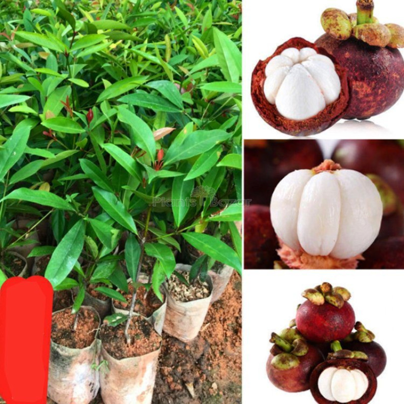 Mangosteen Fruit Plant