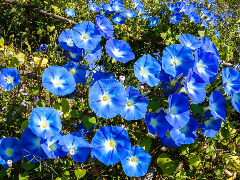 Morning Glory Flowering Seeds