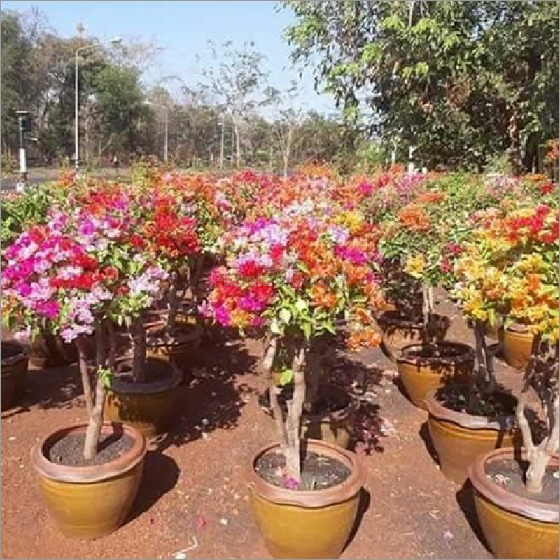 Multi Grafting Bougainville Plant