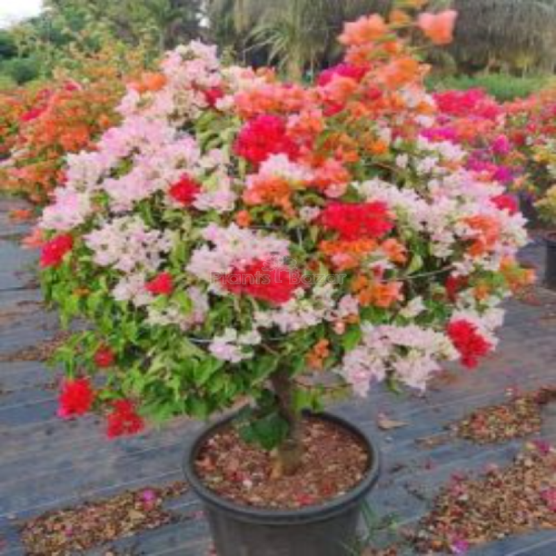Multi Grafting Bougainville Plant