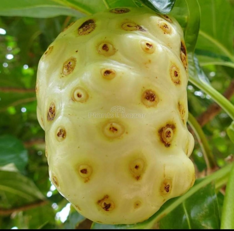 Noni Fruit Plant