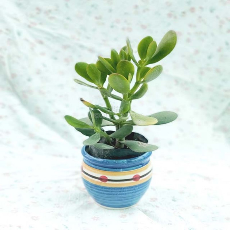 Succulent Jade Plant