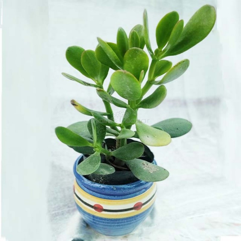 Succulent Jade Plant