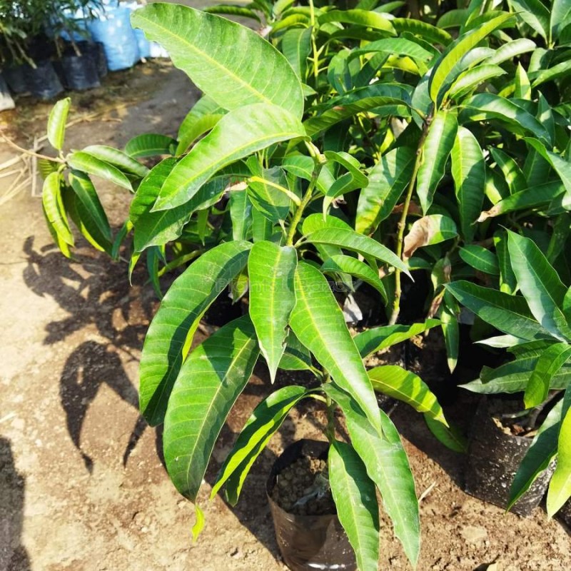 Palmer Mango Fruit Plant