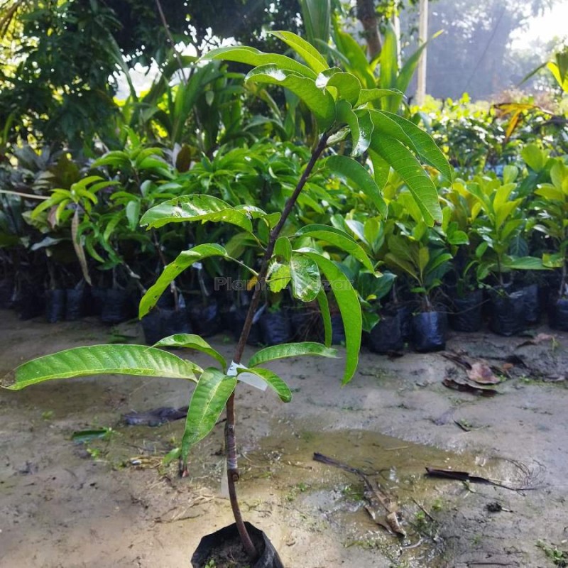 Palmer Mango Fruit Plant