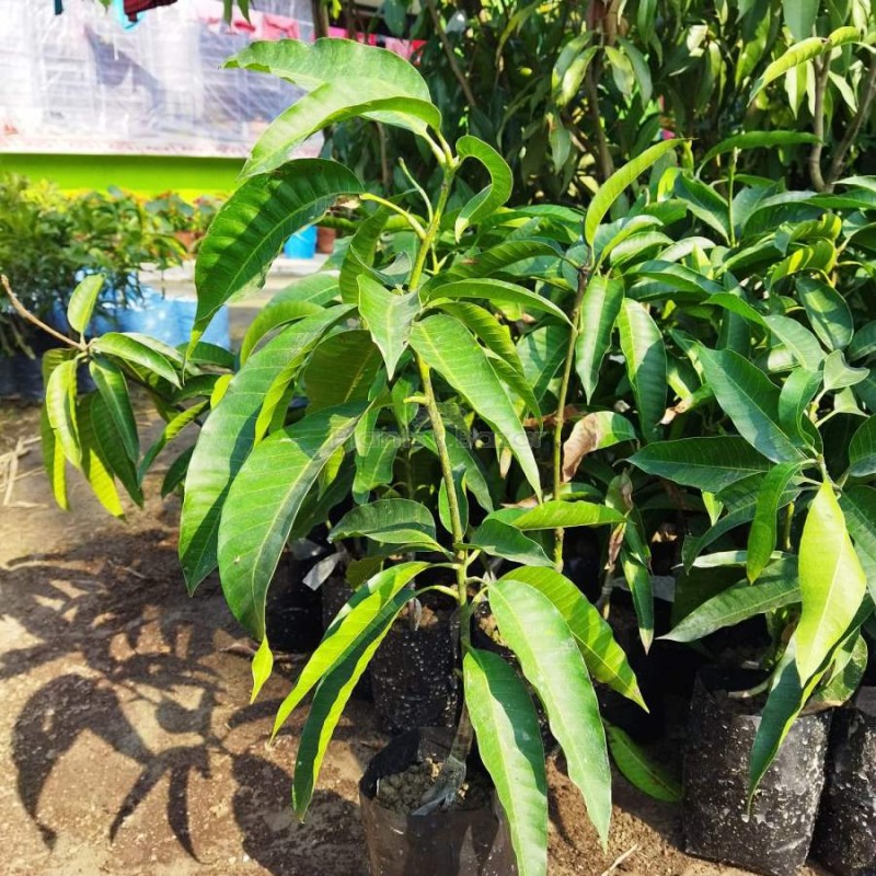 Palmer Mango Fruit Plant