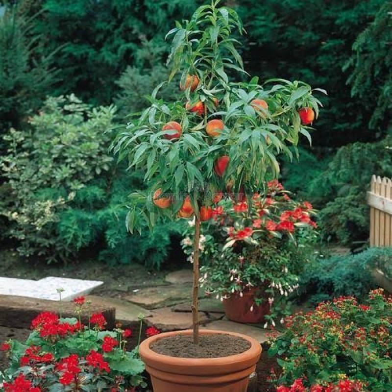 Peach Fruit Fruit Plant