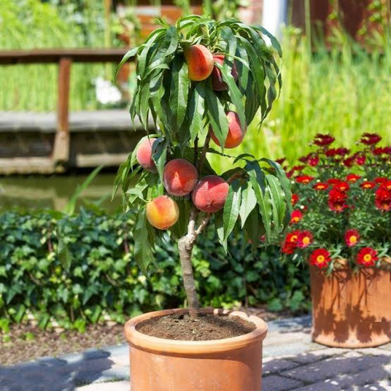Peach Fruit Fruit Plant