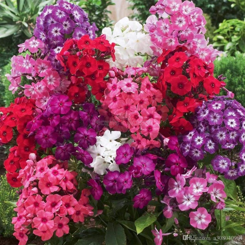Phlox Mixed Flowering Seeds