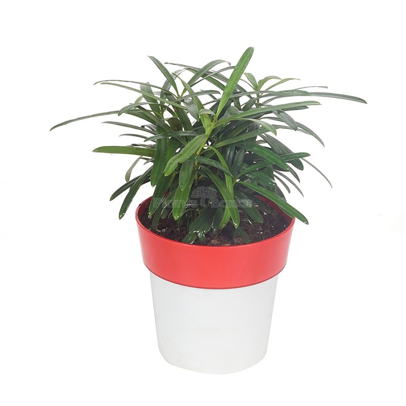 Podocarpus Microphyllus