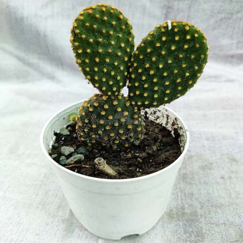 Bunny Ear Cactus