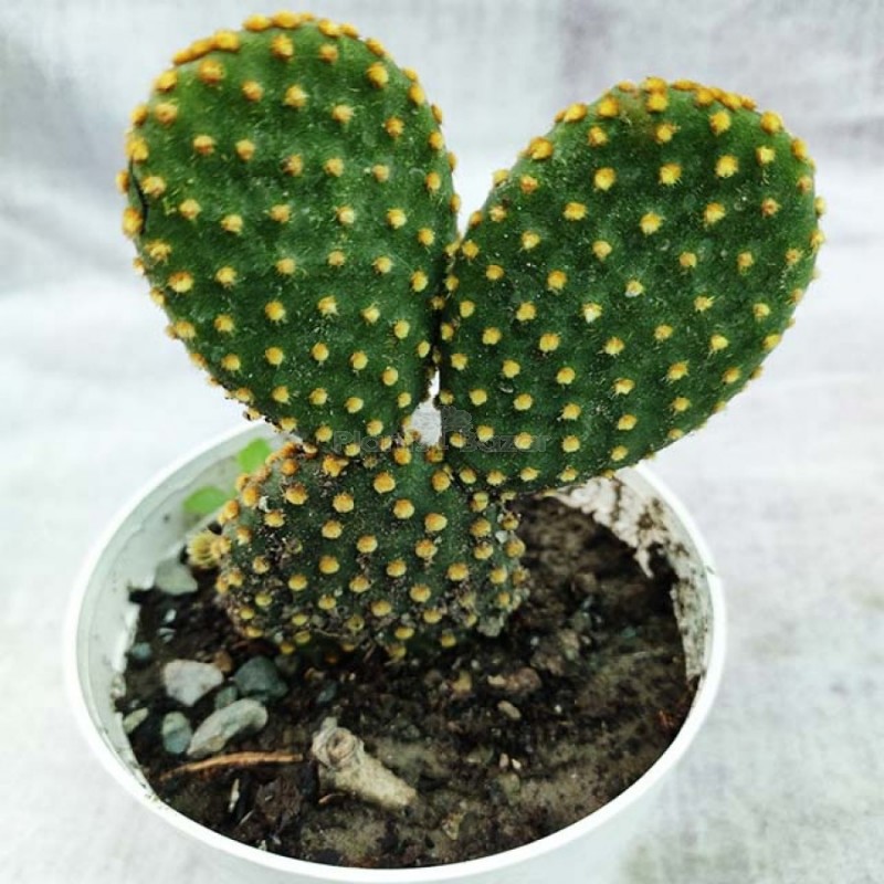 Bunny Ear Cactus