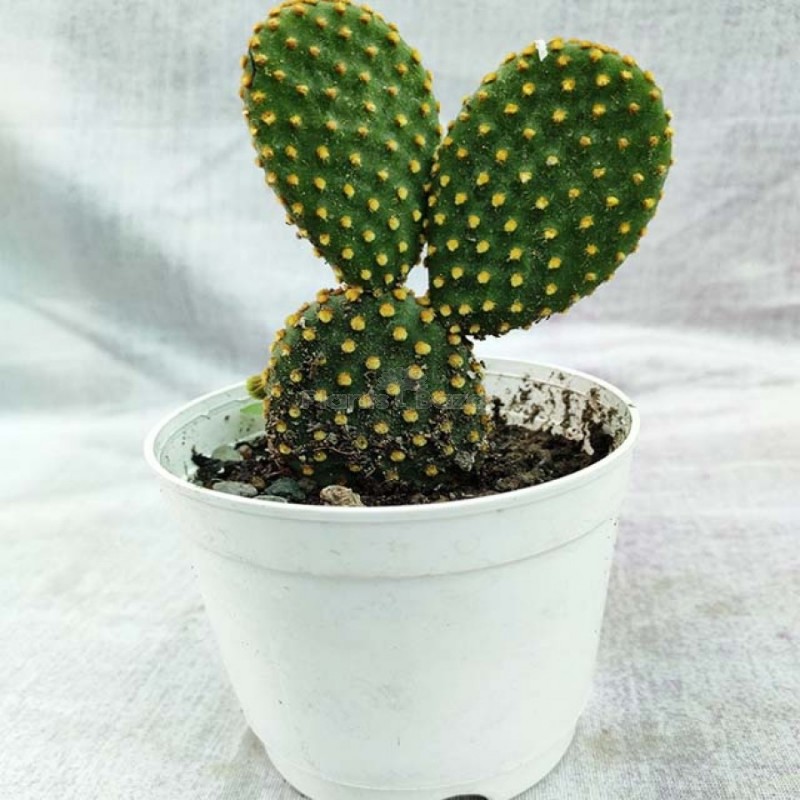 Bunny Ear Cactus