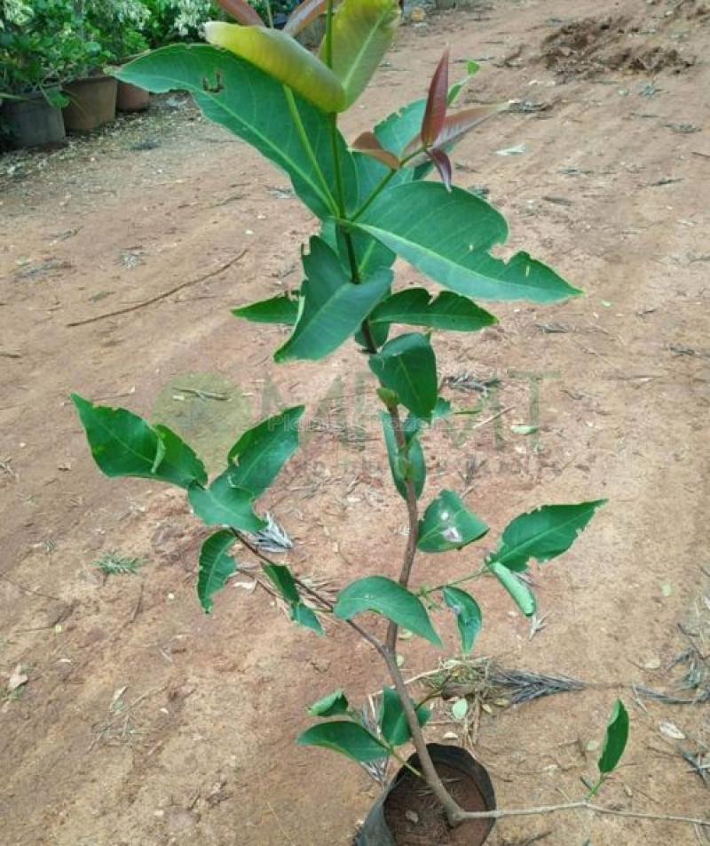 Red And White Water Apple Plant