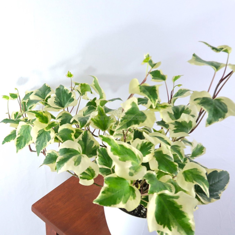 Eenzaamheid Diplomaat Dochter Buy Variegated English Ivy Plants Online in Noida, Delhi & NCR