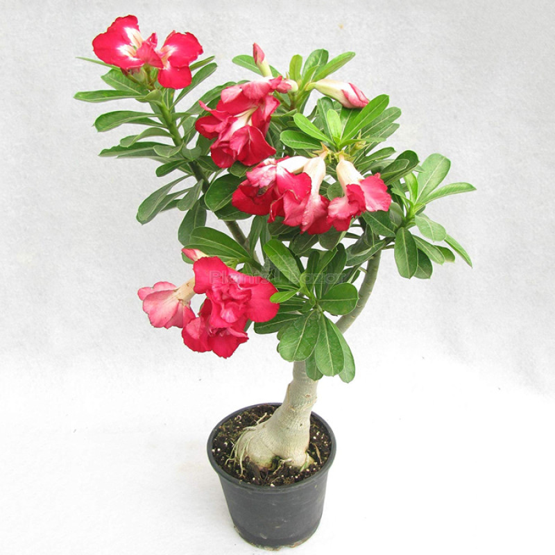 Buy Pretty Desert Rose Bonsai Plant Online in Noida, Delhi & NCR