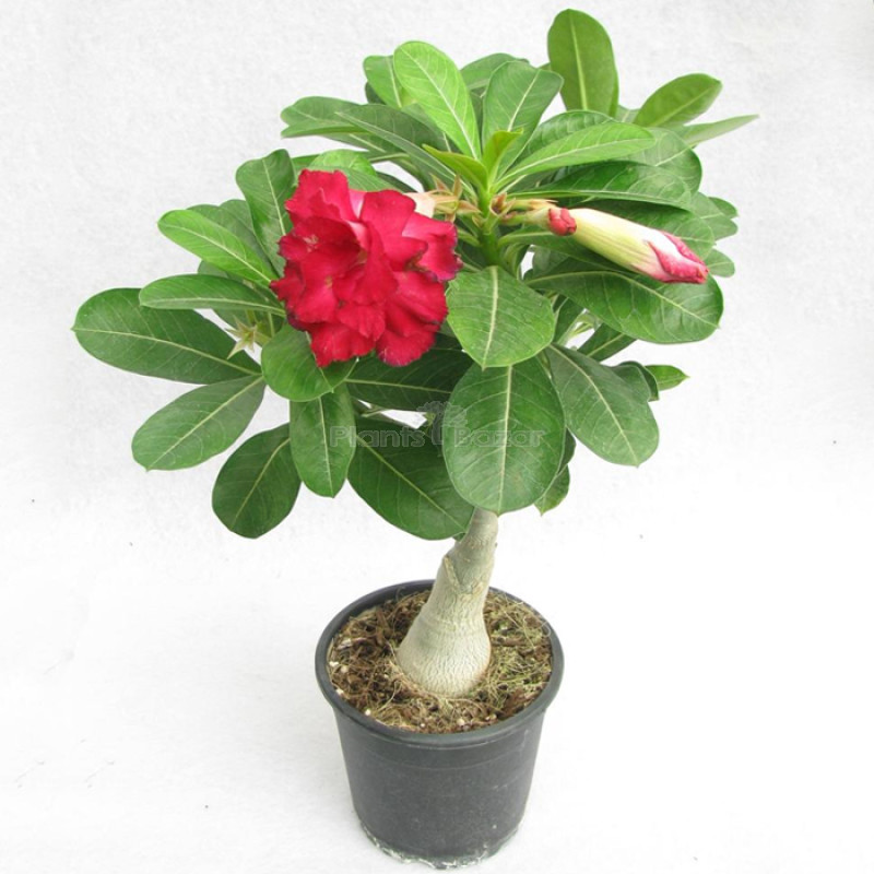 Buy Desert Rose Beautiful Plants Online in Noida, Delhi & NCR