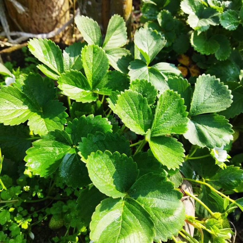 Strawberry Fruit Plant