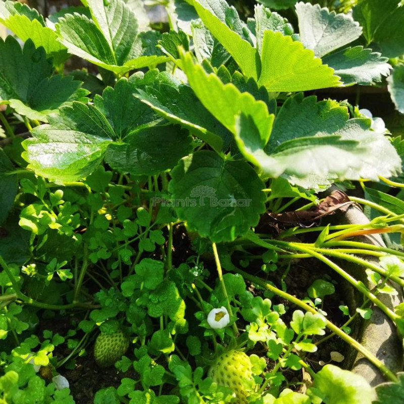 Strawberry Fruit Plant