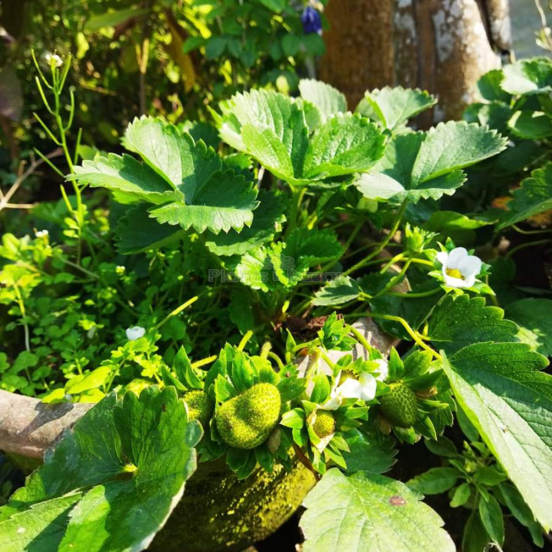 Strawberry Fruit Plant