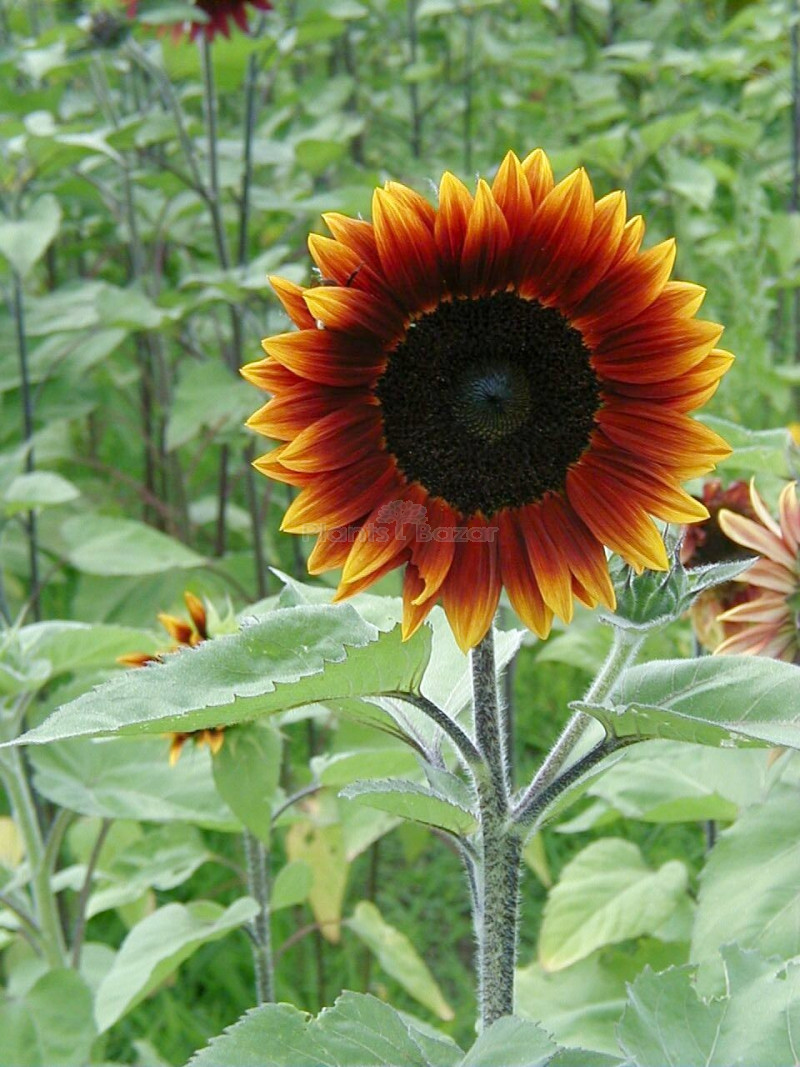 Buy Sunflower Earthwalker Hybrid Flowering Seeds Online at Plants Bazar