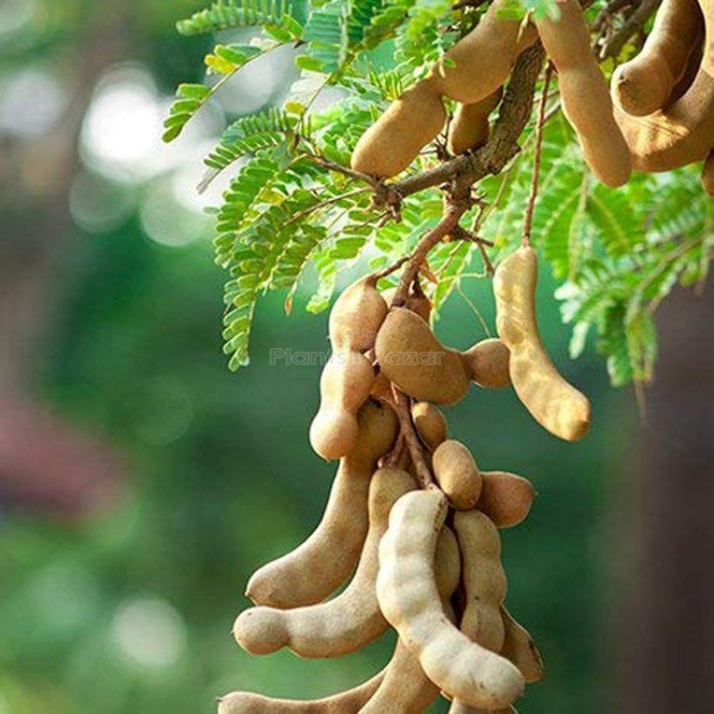 Swauet Tarmarek Fruit Plant