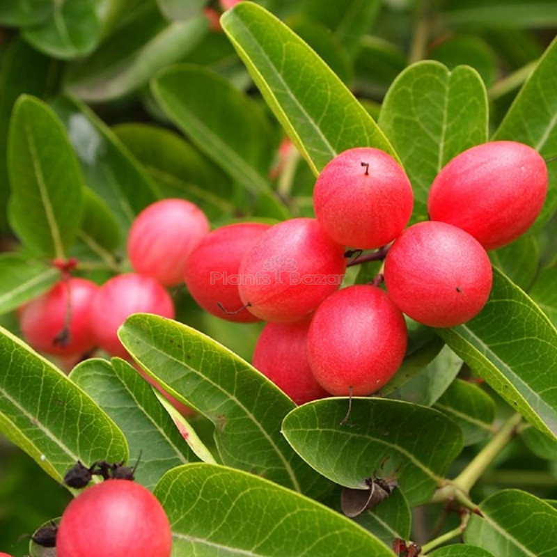 Sweet Karunda (Karamcha) Fruit Plant