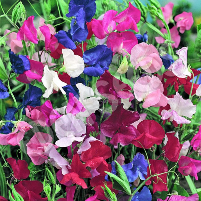Sweet Pea Mixed Flowering Seeds