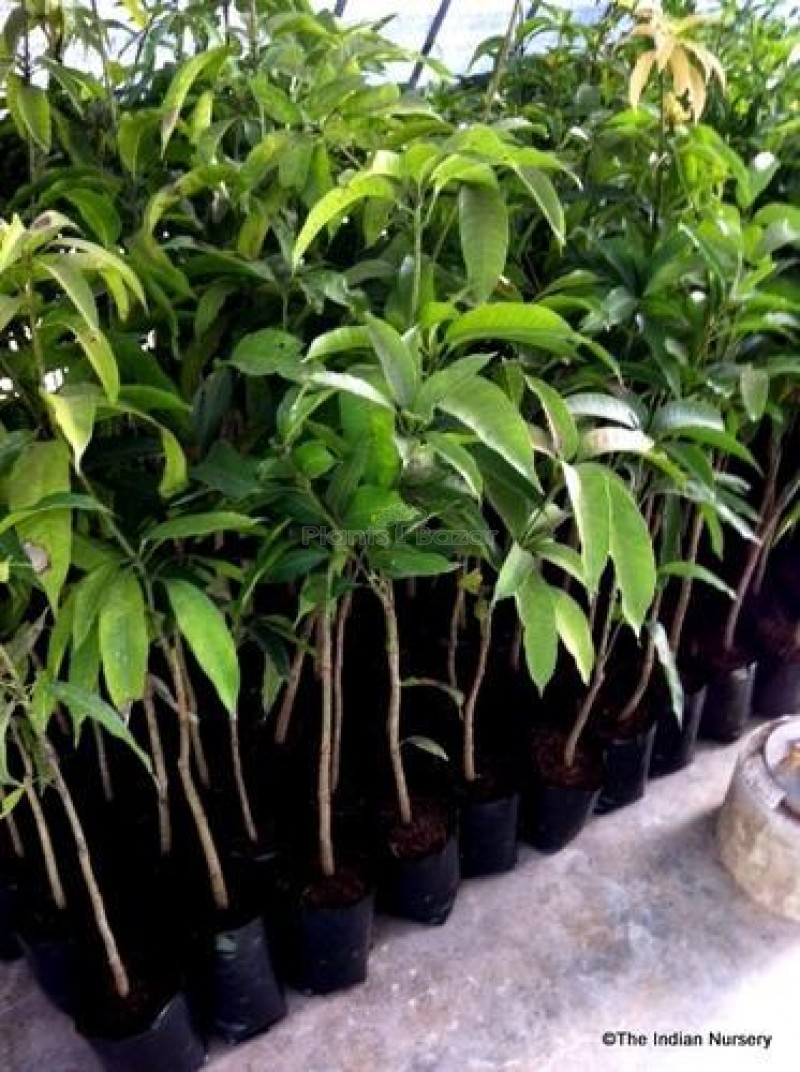 Thai All Time Mango Grafting Fruit Plants
