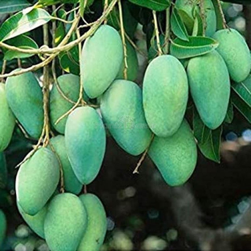 Thai All Time Mango Grafting Fruit Plants