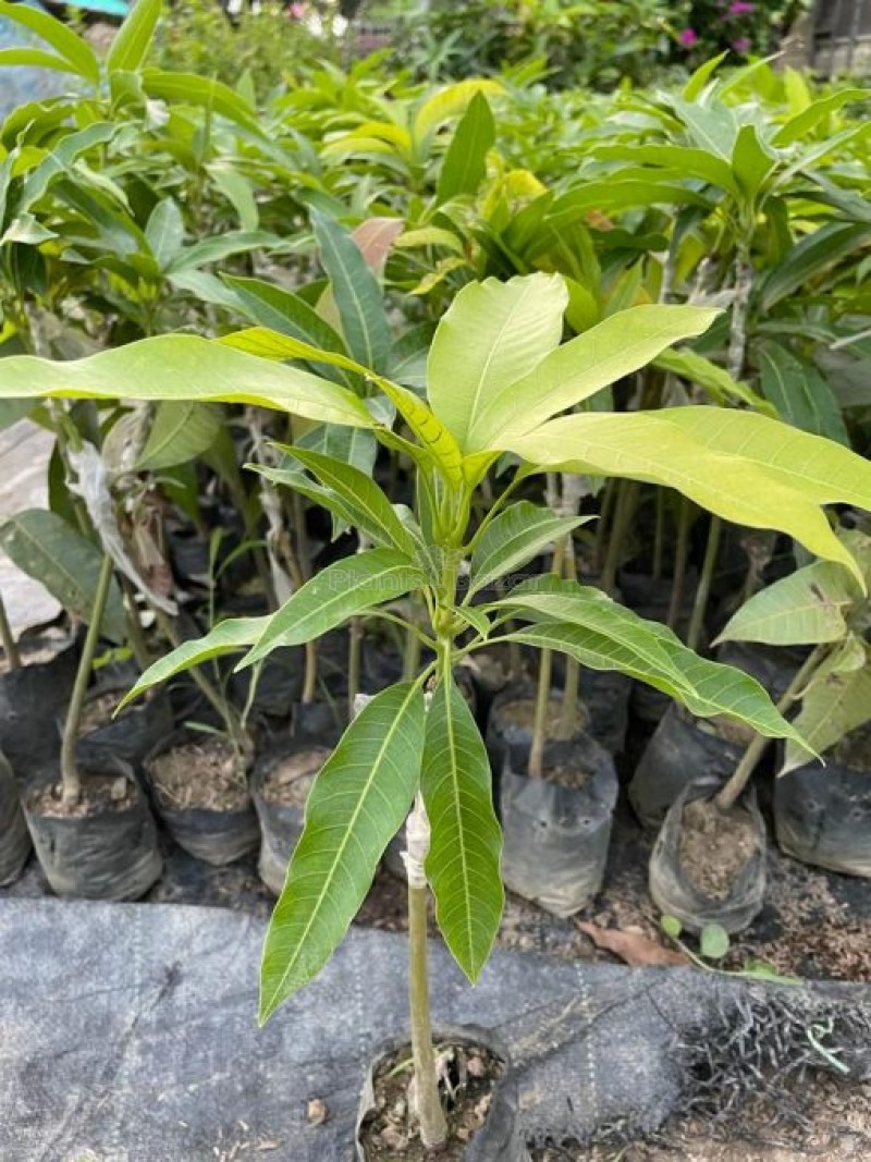 Thai Dwarf All Time(Sour) (Grafted)