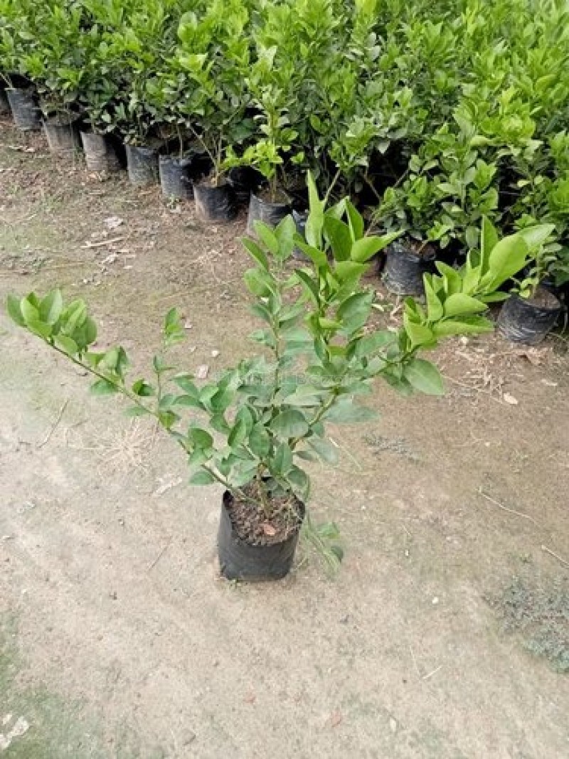 Thai Patti Lemon – Fruit Plants