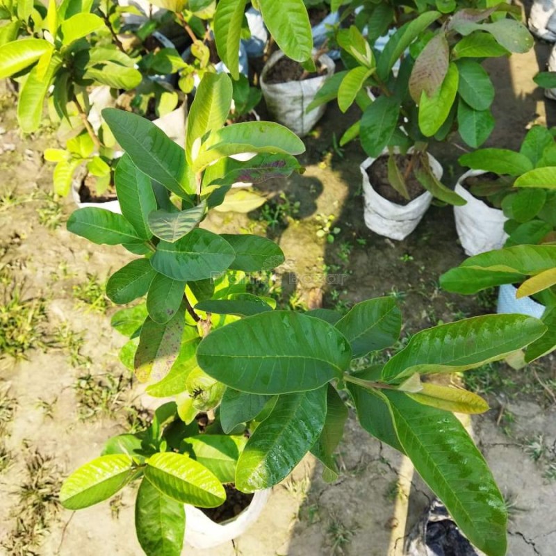 Thai Red Guava Fruit Plant