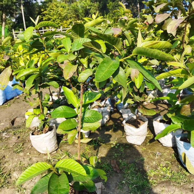 Thai Red Guava Fruit Plant