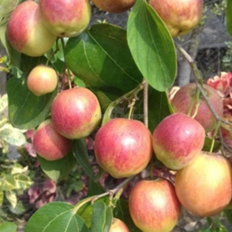 Thai variety apple ber Fruit Plant