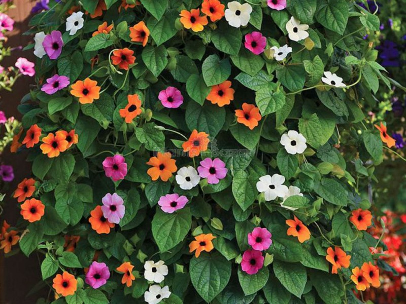 Thungbergia Flowering Seeds