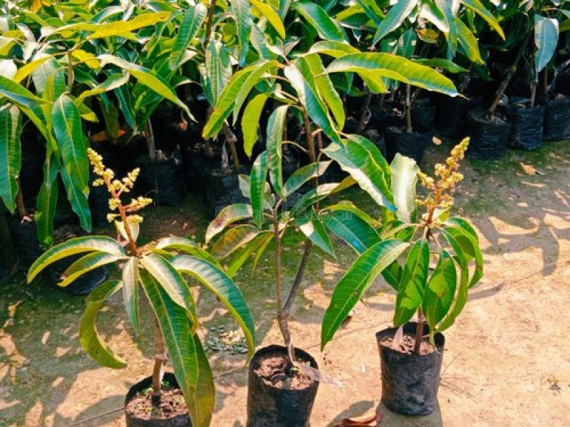 Totapuri Mango Plant (Grafted)