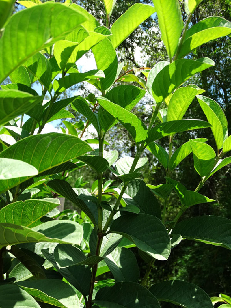 VNR Guava Fruit Plant