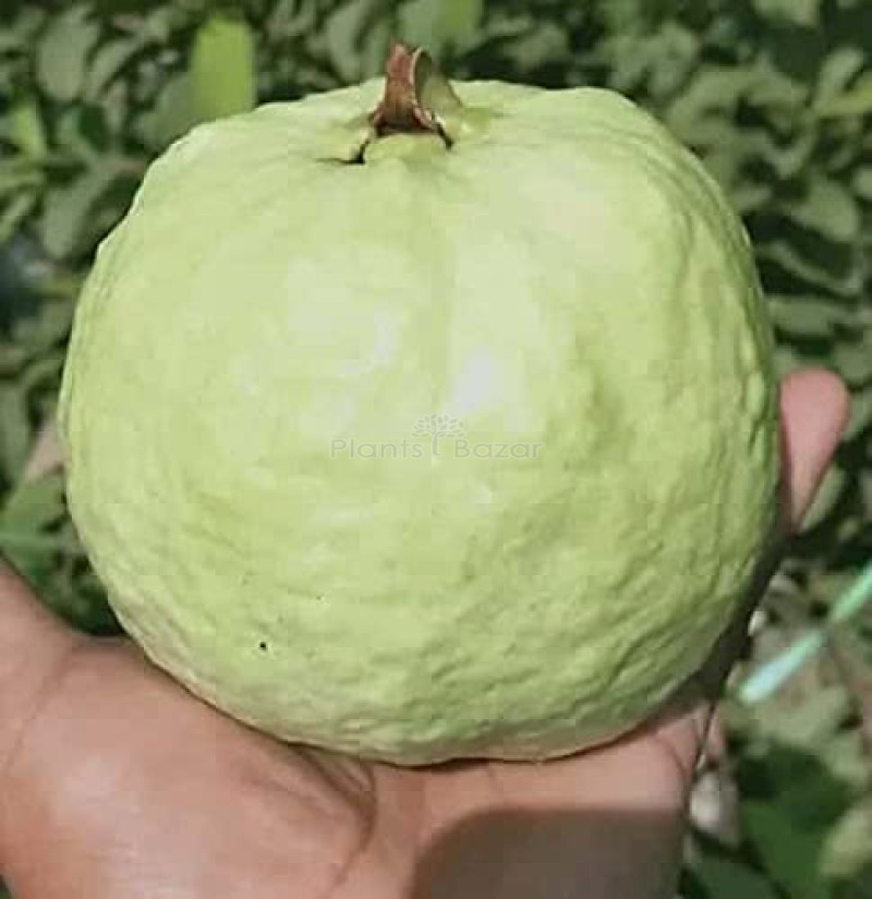 VNR Guava Fruit Plant