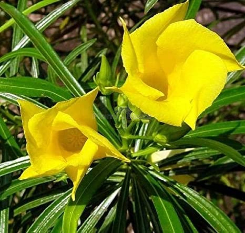 Yellow Kanernerium Oleander Flower Plant