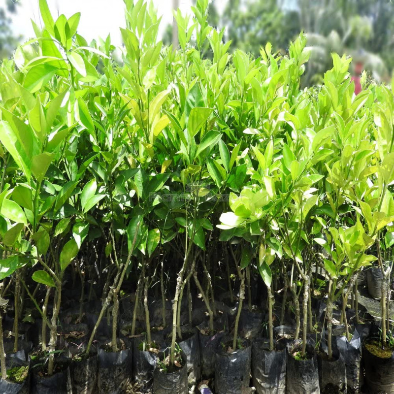 Yellow Malta-Grafting Fruit Plant